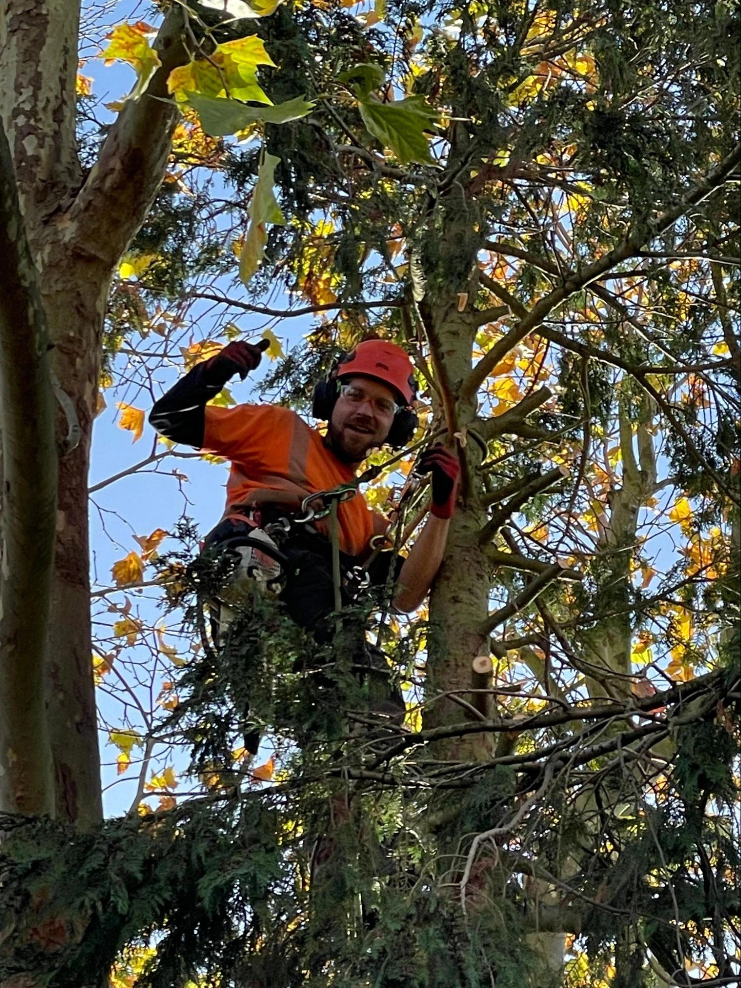 Palmers Green Tree Care Experts